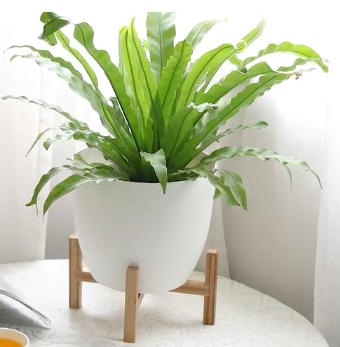 Amazy Self-Watering Plant Pot with Bamboo Stand