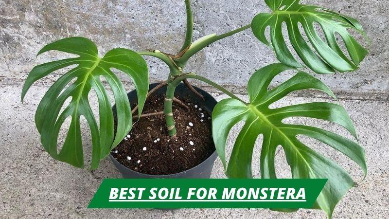 Best Soil for Monstera