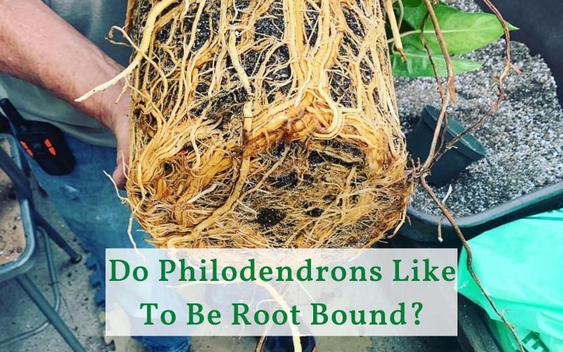 Do Philodendrons Like To Be Root Bound?