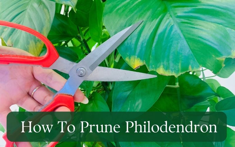 How To Prune Philodendron