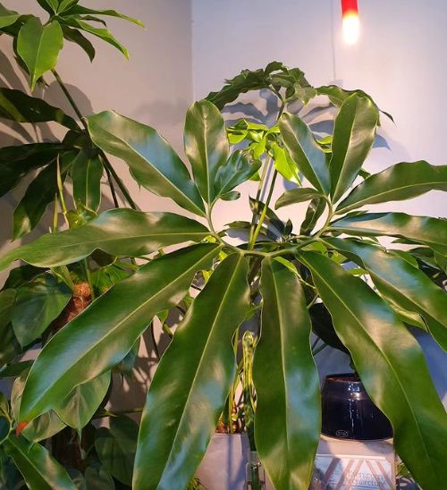 Light Requirements for Philodendron Goeldii