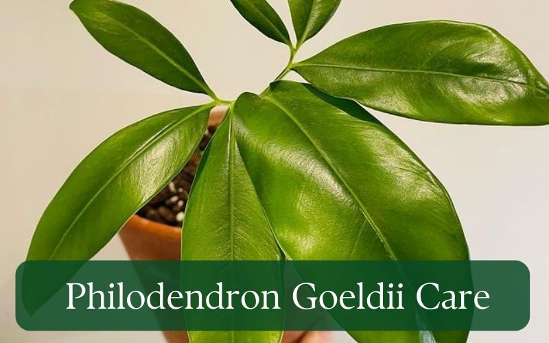 philodendron goeldii care