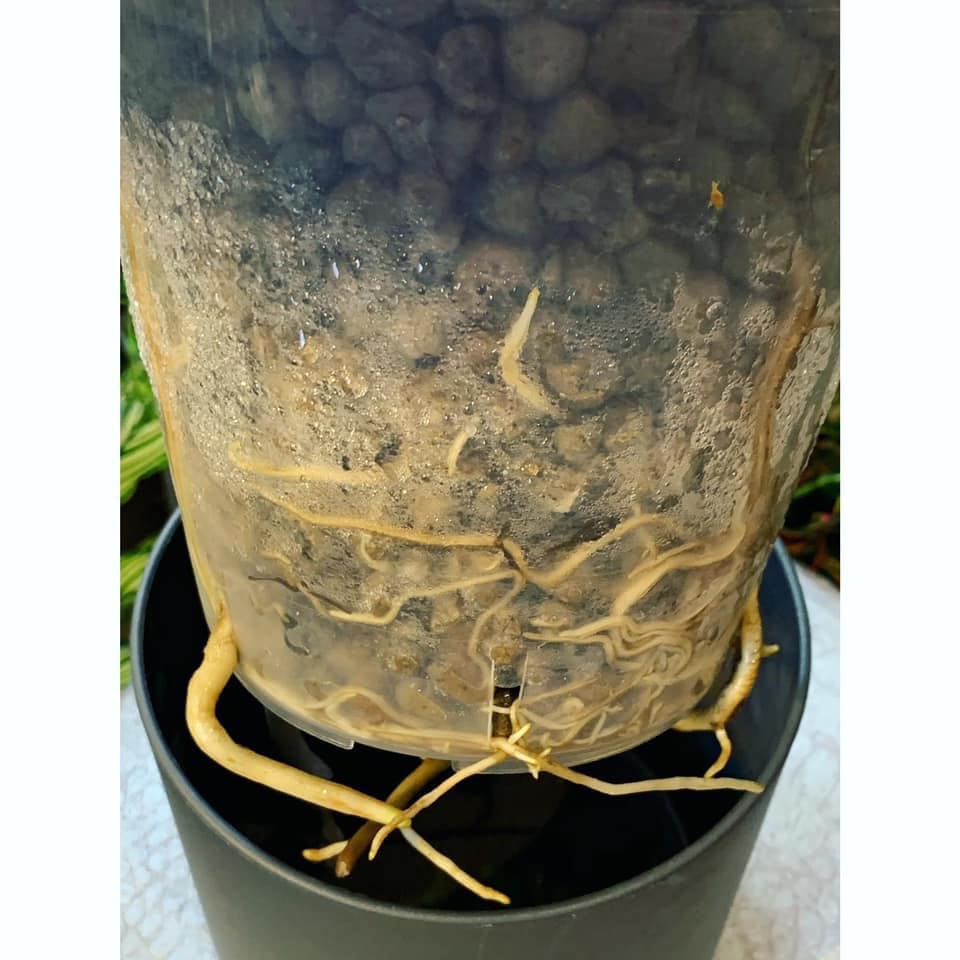 Philodendron Root Bound