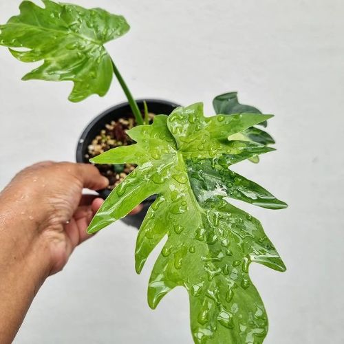 Watering for Philodendron Radiatum
