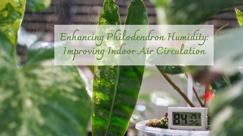 Enhancing Philodendron Humidity: Improving Indoor Air Circulation