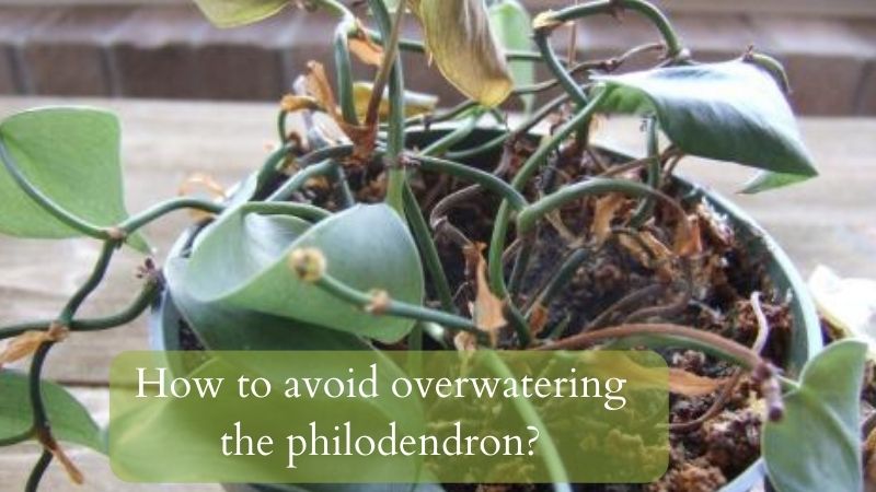 How to avoid overwatering the philodendron?