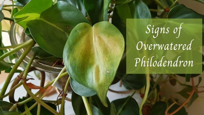 Signs of Overwatered Philodendron
