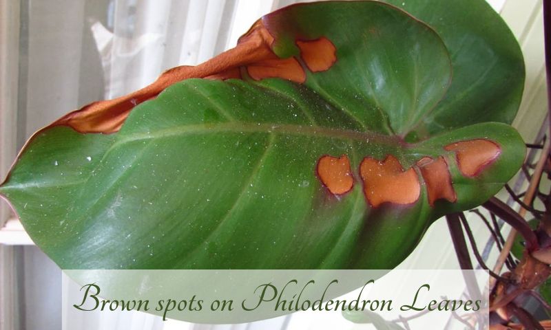 Brown spots on Philodendron Leaves Due To Pests