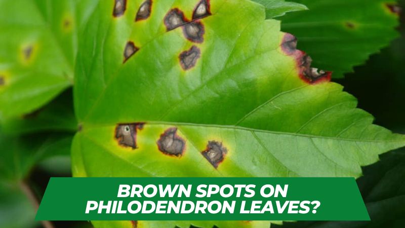 Brown Spots On Philodendron Leaves
