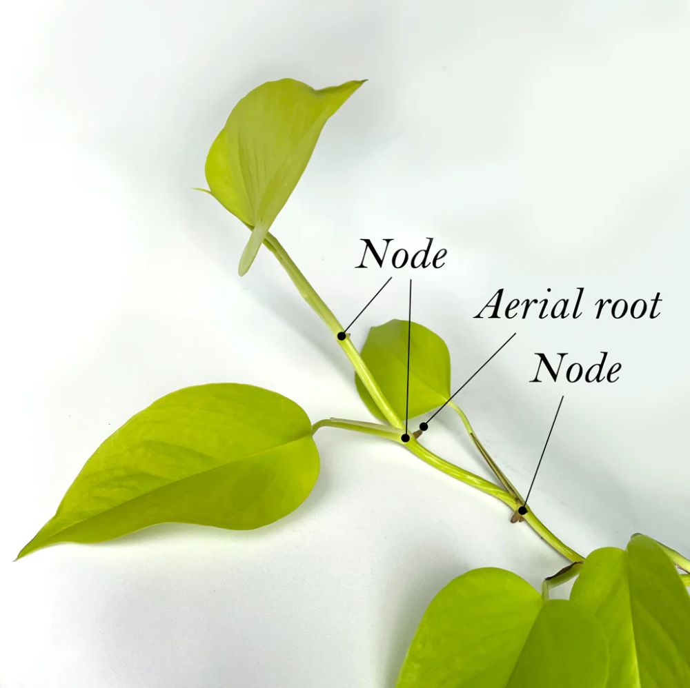 Distinguish Monstera Nodes vs. Aerial Roots