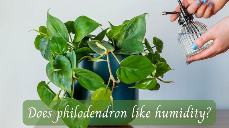 does philodendron like humidity