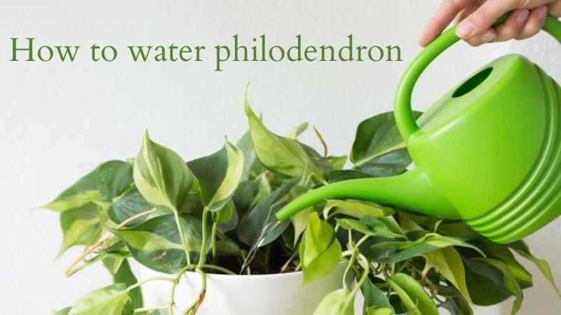 how often to water philodendron