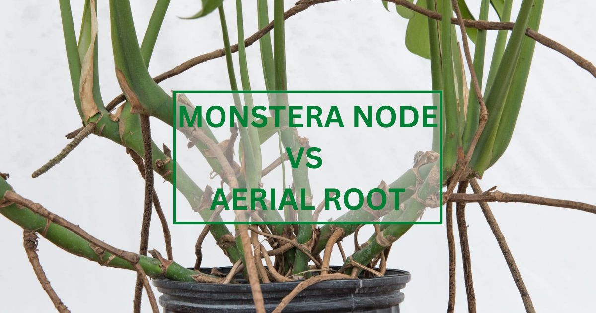 Monstera Node vs Aerial Root