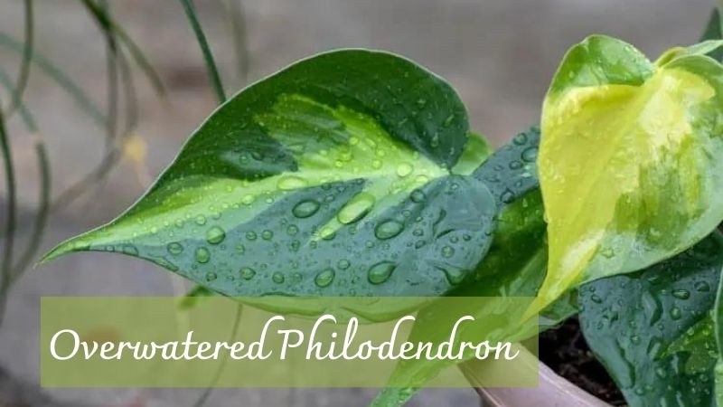 overwatered philodendron