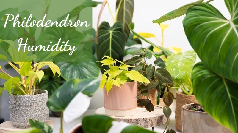 philodendron humidity