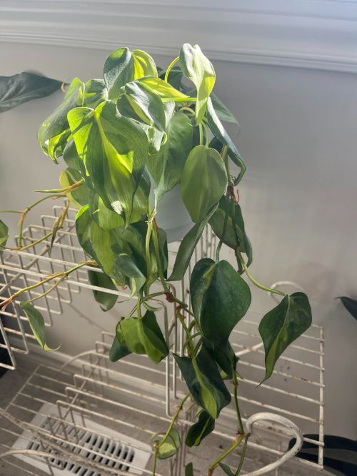 Philodendron leaves curled because of low humidity