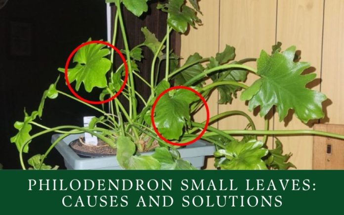 Philodendron Small Leaves Causes And Solutions 2024   Philodendron Small Leaves 696x435 