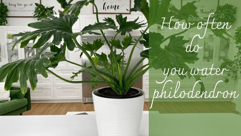 philodendron watering