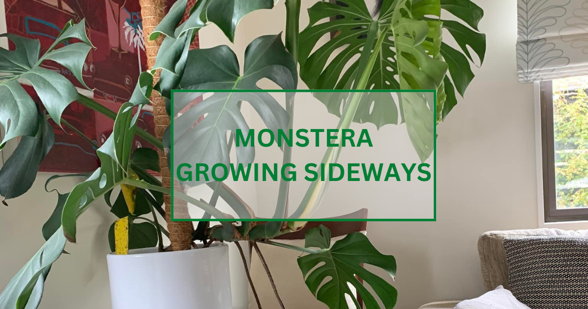 Monstera Growing Sideways