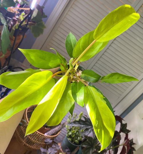 about golden goddess philodendron