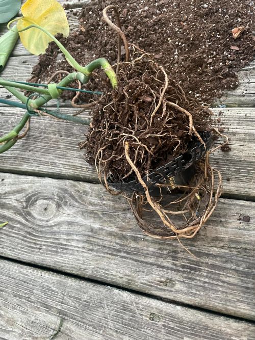 Root rot by yellowing leaves symptoms treatment