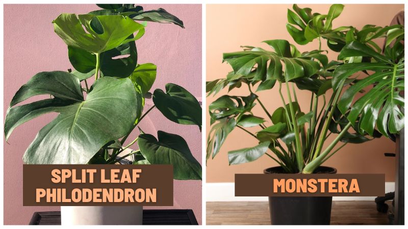 Split Leaf Philodendron vs Monstera Deliciosa Appearance Different
