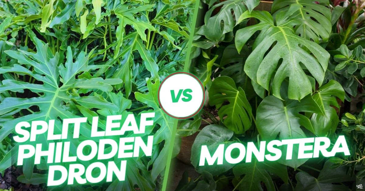 Split Leaf Philodendron vs Monstera
