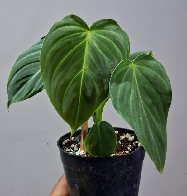 Growth and Health of Philodendron Splendid
