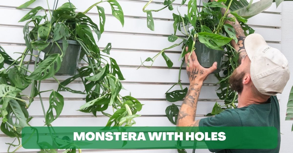 Monstera with Holes