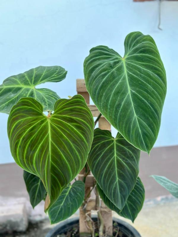 Philodendron splendid care watering